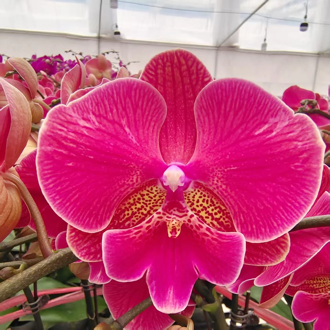 蝴蝶兰【花木兰】红红火火 花色艳丽 喜庆吉祥  客厅美观 基地直发