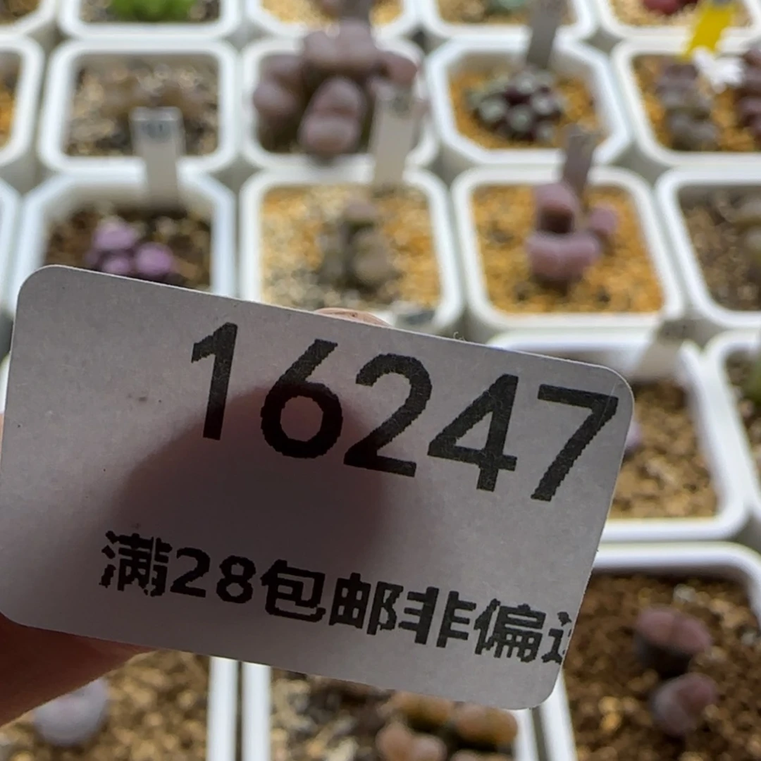 【闪购商品】ღ**ღ16247