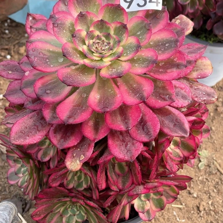 快**我934多肉植物月蝉