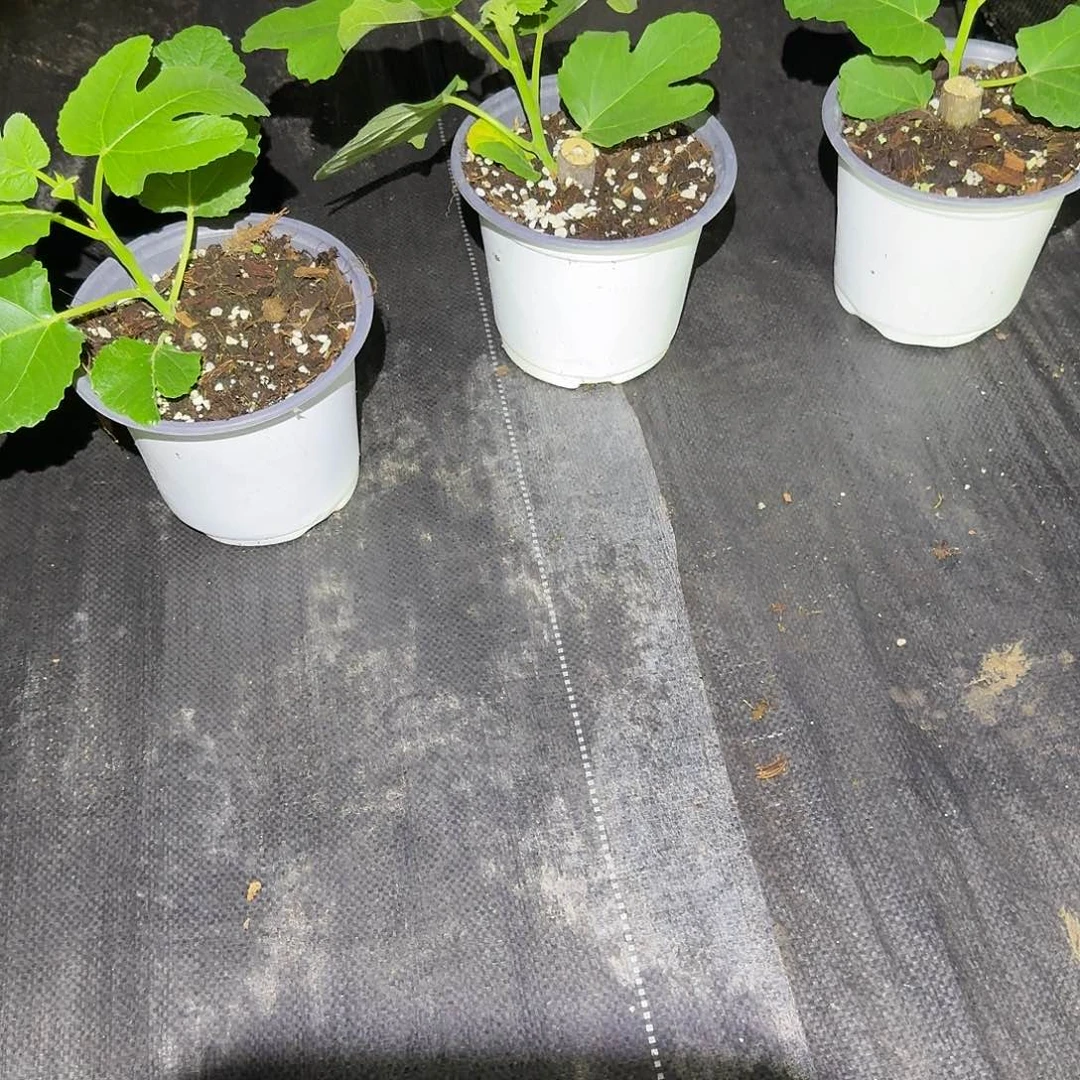 无花果格莱斯双色盆