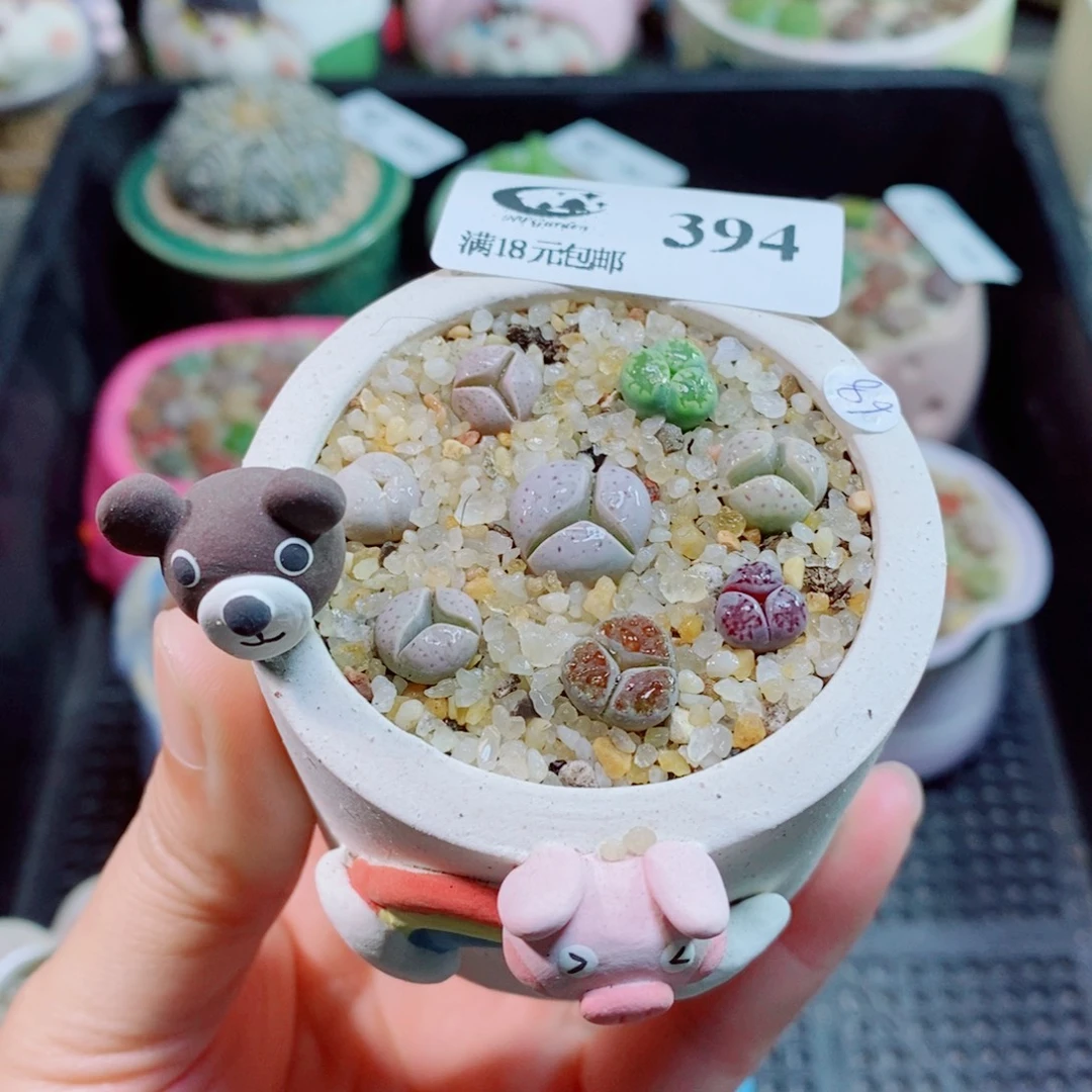 生石花花花花花花394