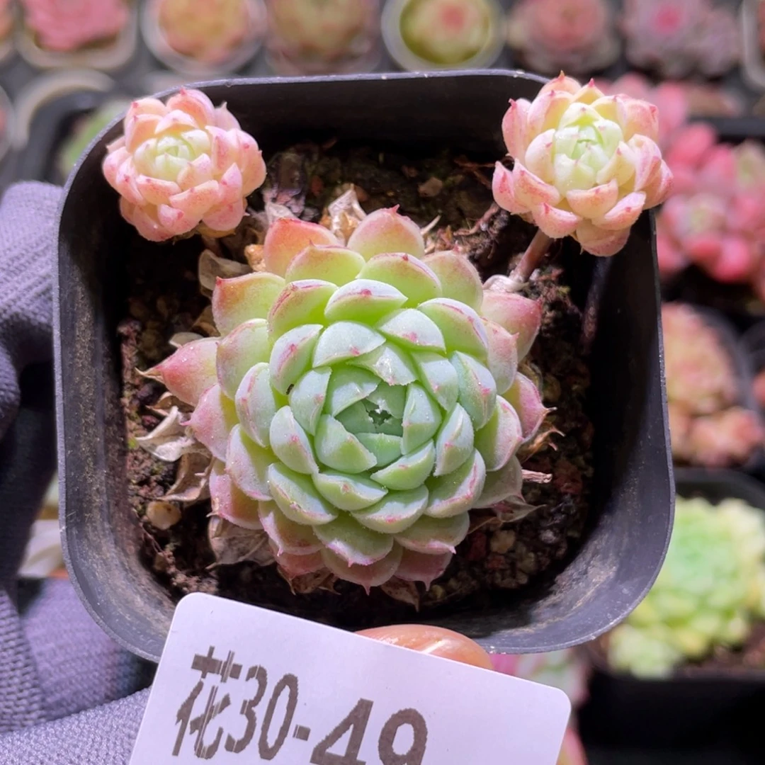 花利美30-49羊脂球