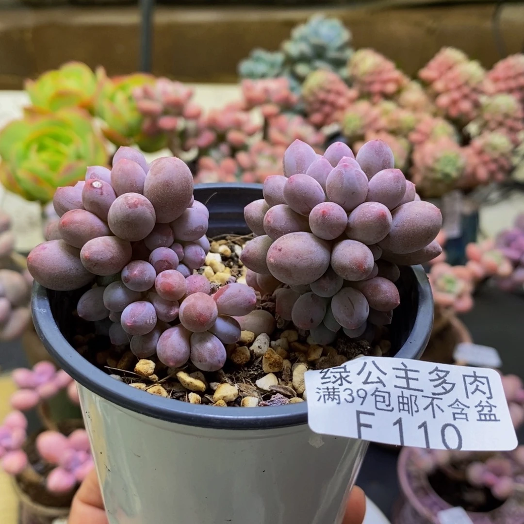 110香水手指8cm多肉