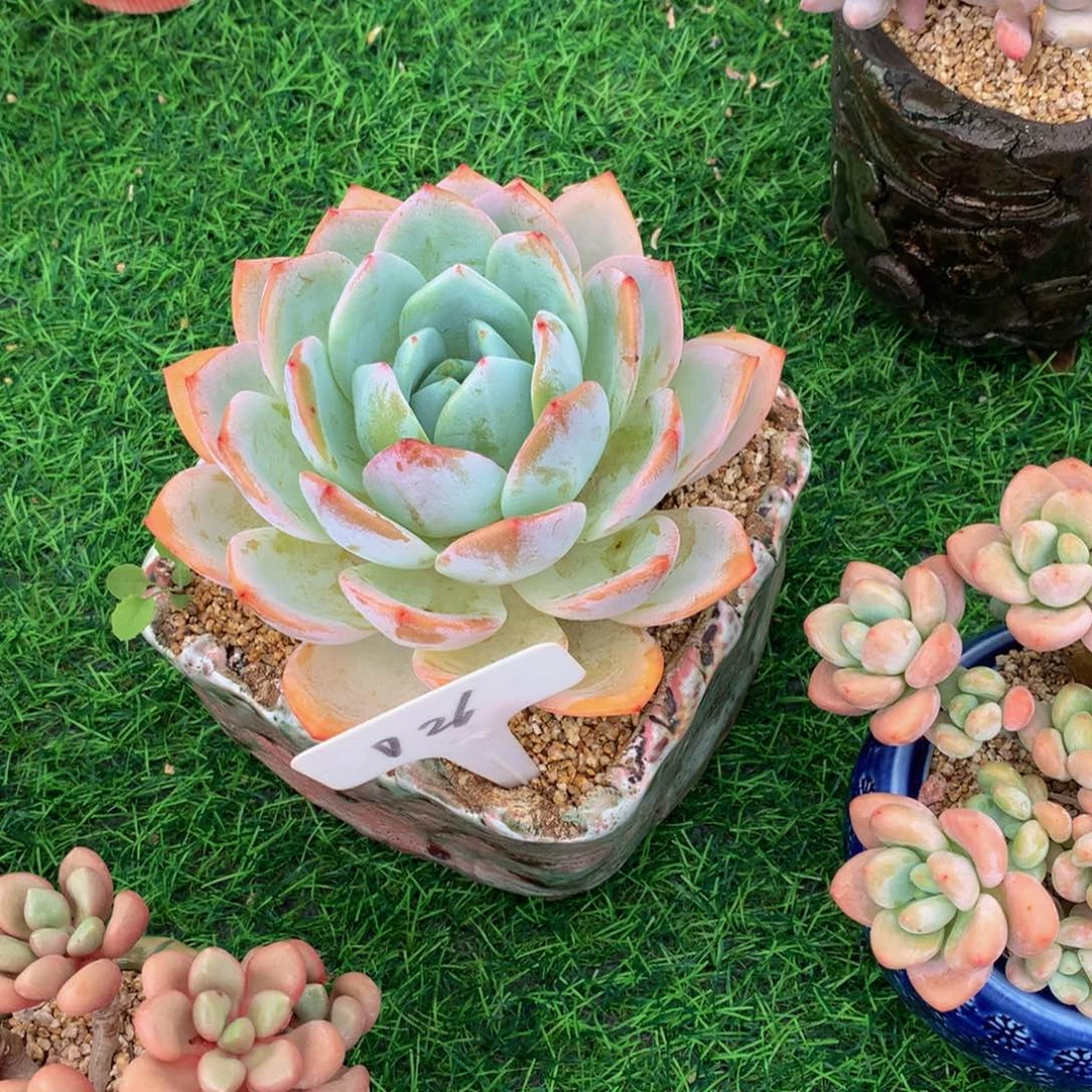 疯**儿凤城828282838