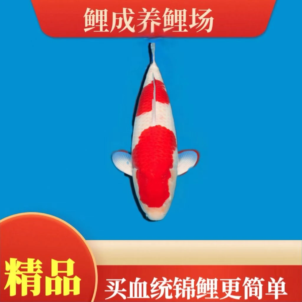 进口锦鲤观赏鱼红白三色大正庭院鱼池观赏鱼