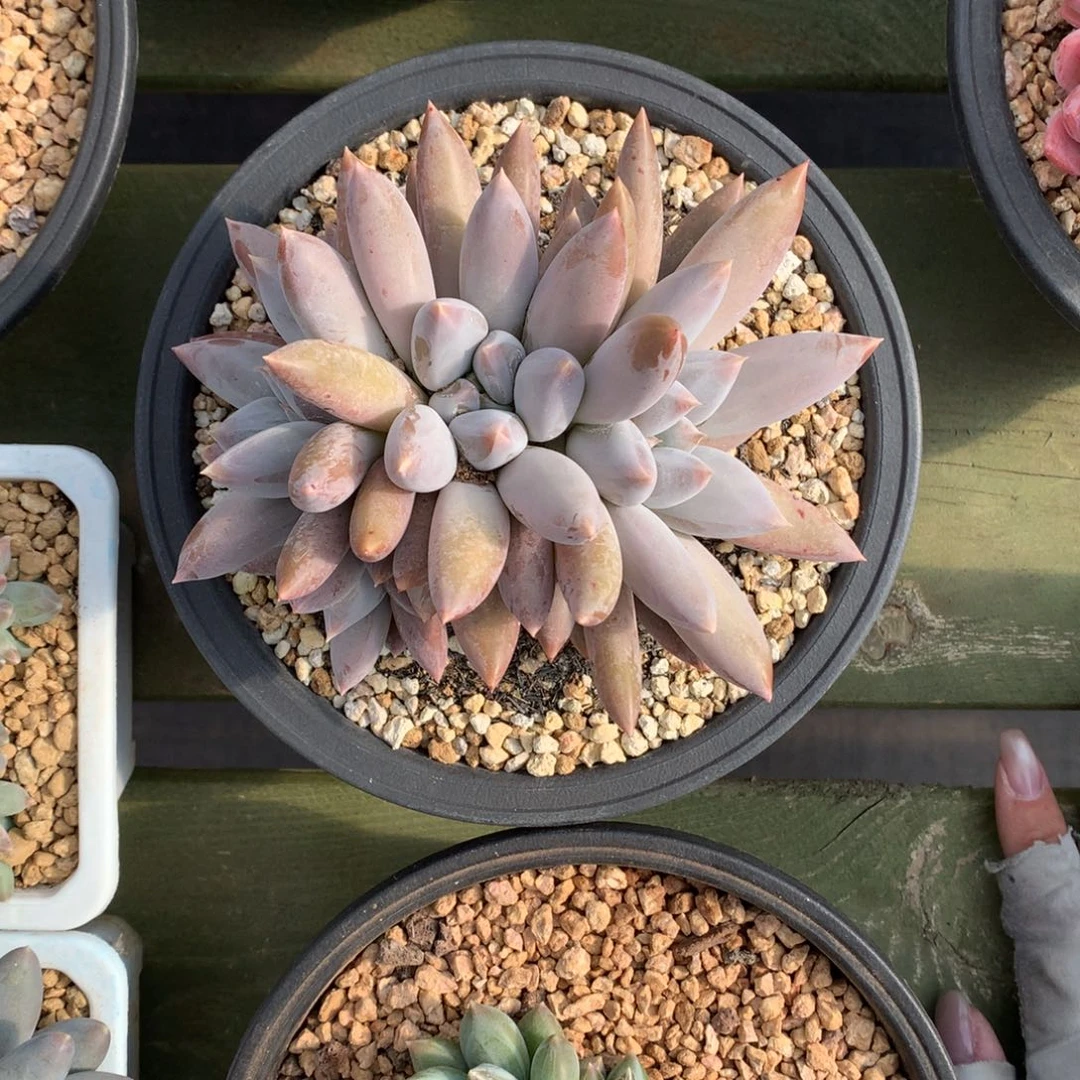 彩体 哥特群 一颗