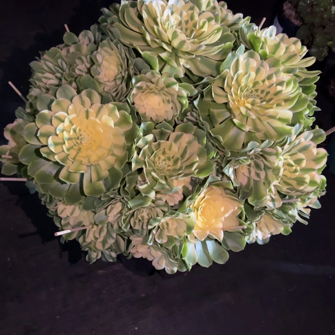 撸***宝辛尼亚法师大捧花