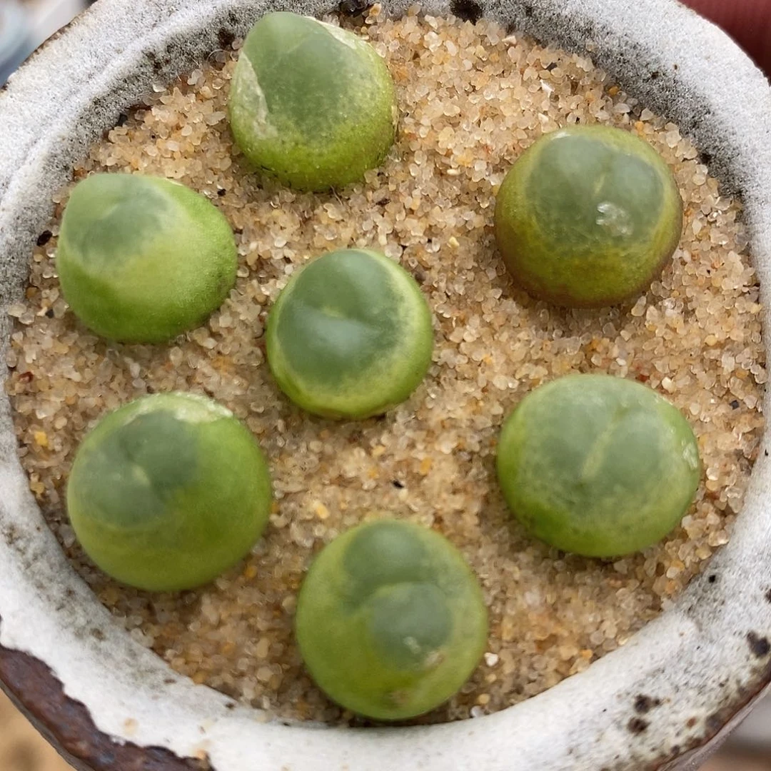 2236紫皮拉登一组。