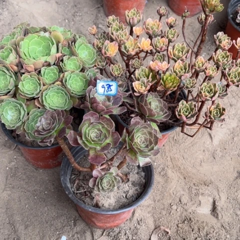 985多肉植物组合，