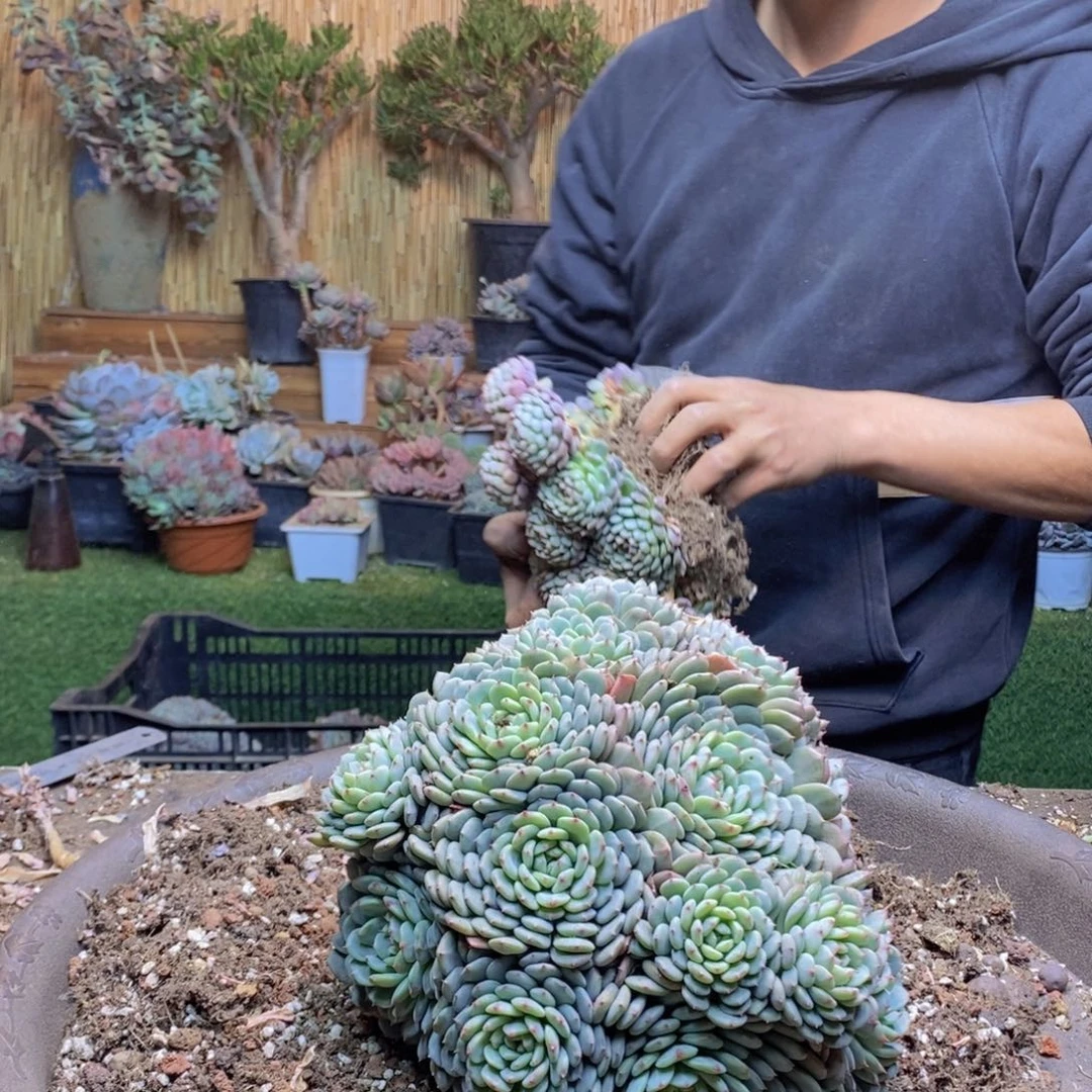合****司C69 号白胖子多肉