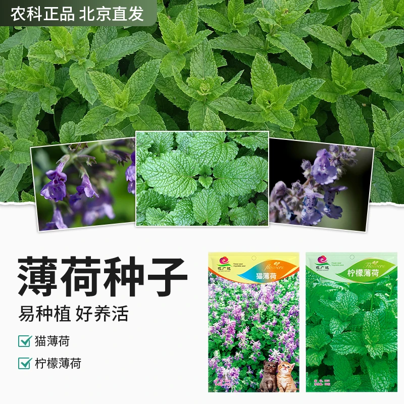 【农科院推荐】薄荷种子四季柠檬薄荷种子猫薄荷种子阳台盆栽室内外
