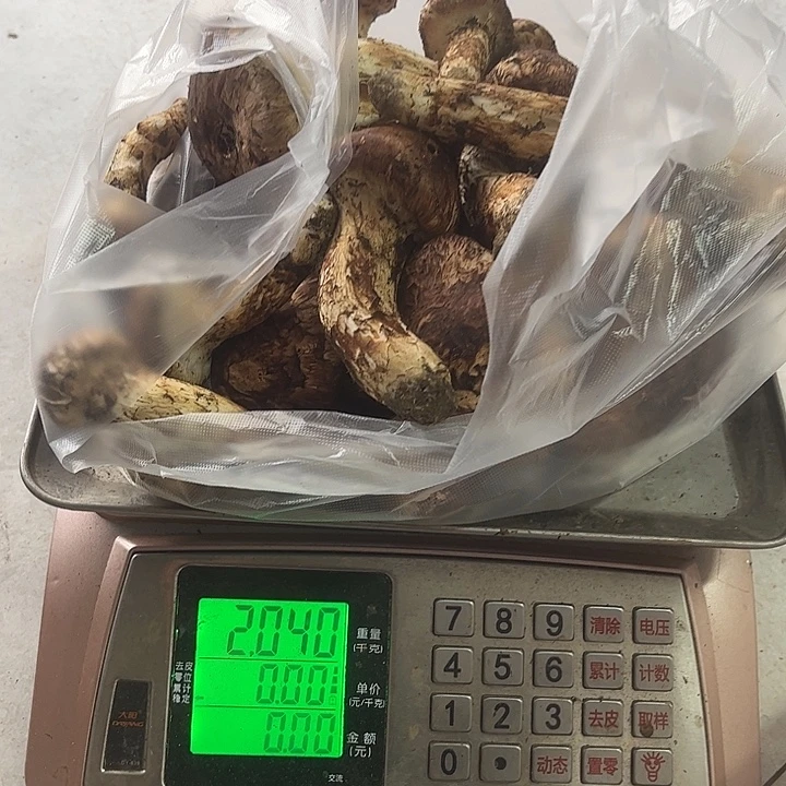 大***鱼云南野生菌各种新鲜菌菇中国大陆