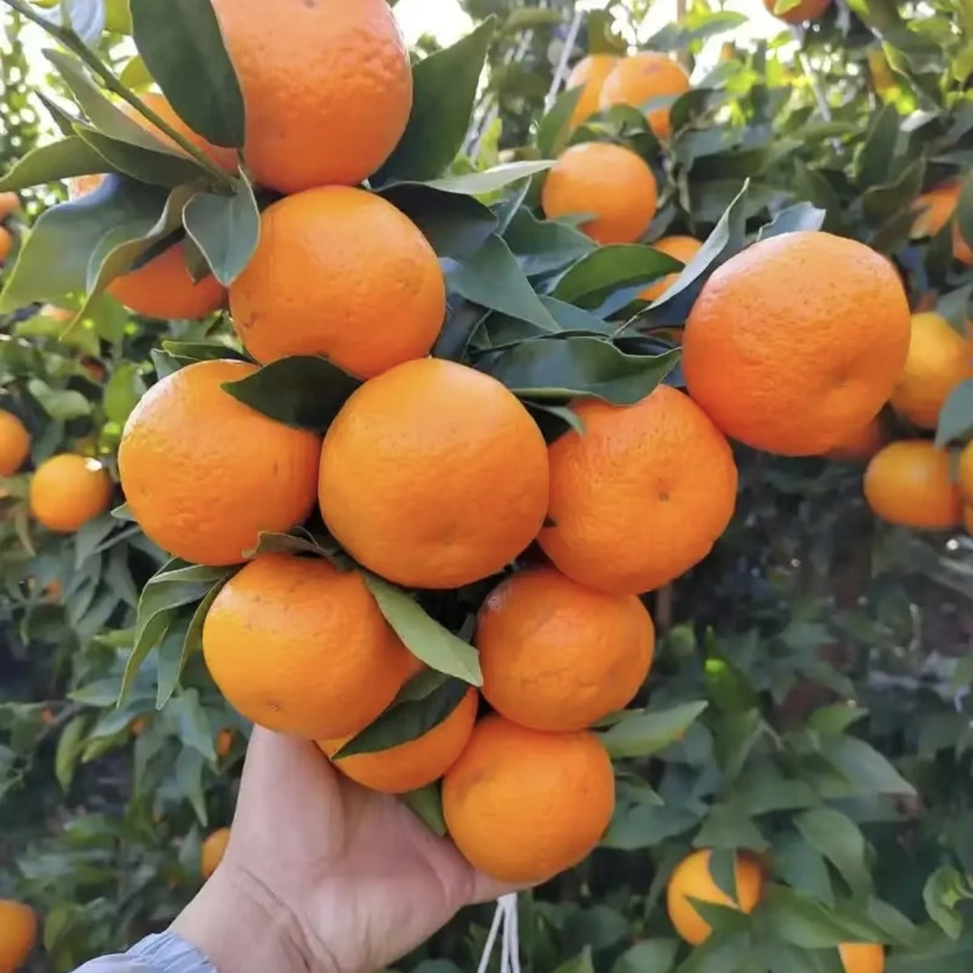 正宗湖北沃柑新鲜水果包邮现摘现发 产地直发