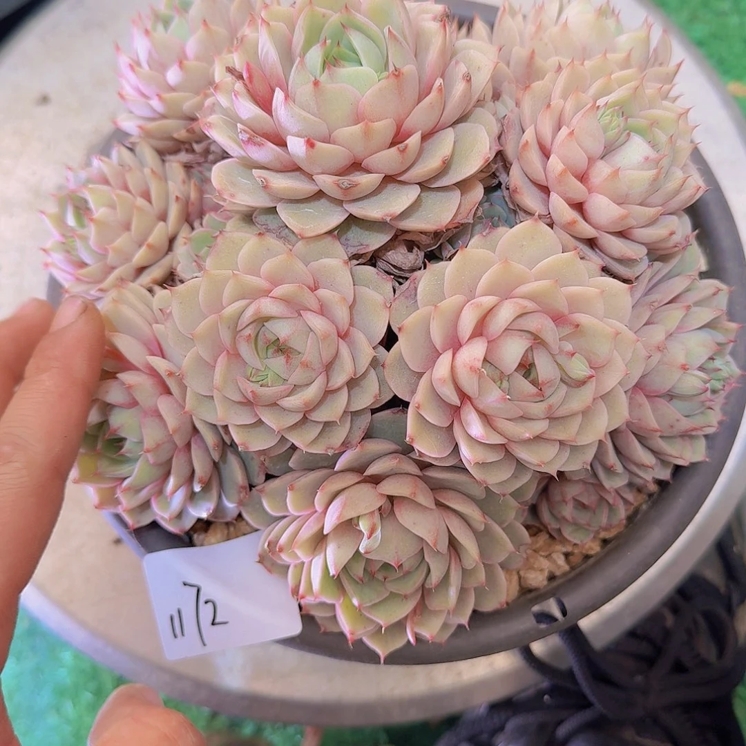 1172本巴多肉植物