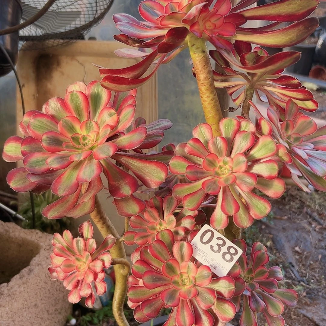 香奈儿038多肉植物多肉植物