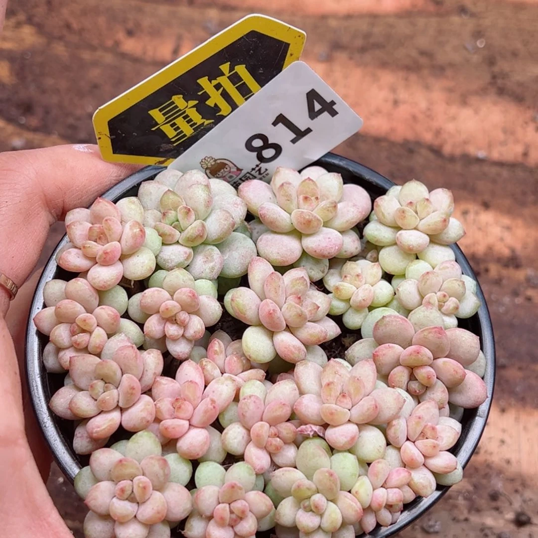 多肉植物多肉植物
