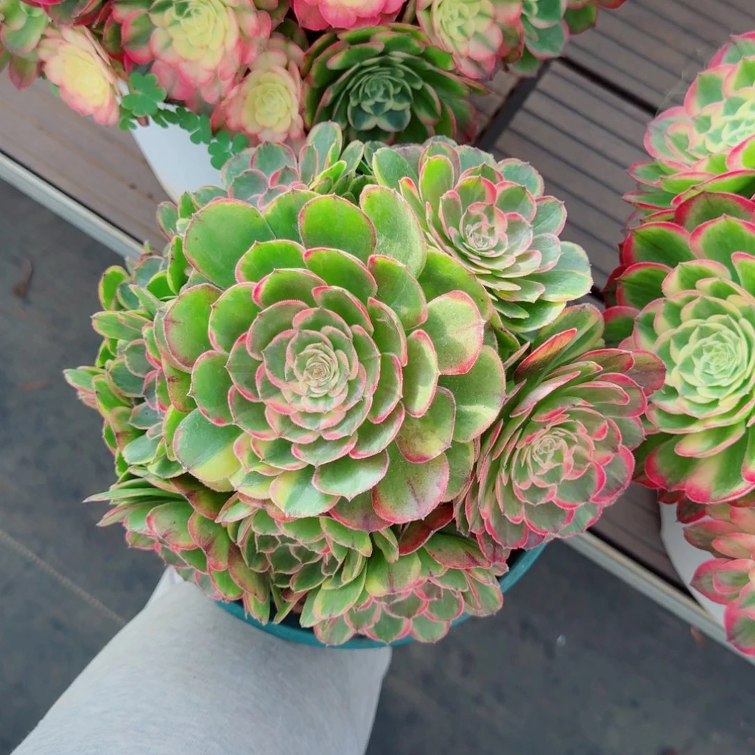 爱***y无花朵bdnsbsbssbbsbsbs