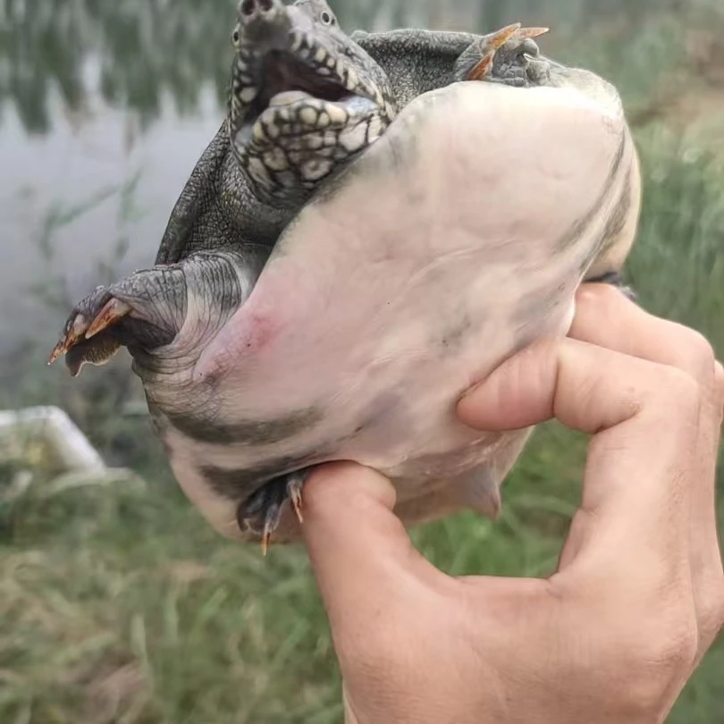 鲜活藕塘仿野甲鱼生猛散养生态老鳖可用于火锅煲汤食用头套水鱼