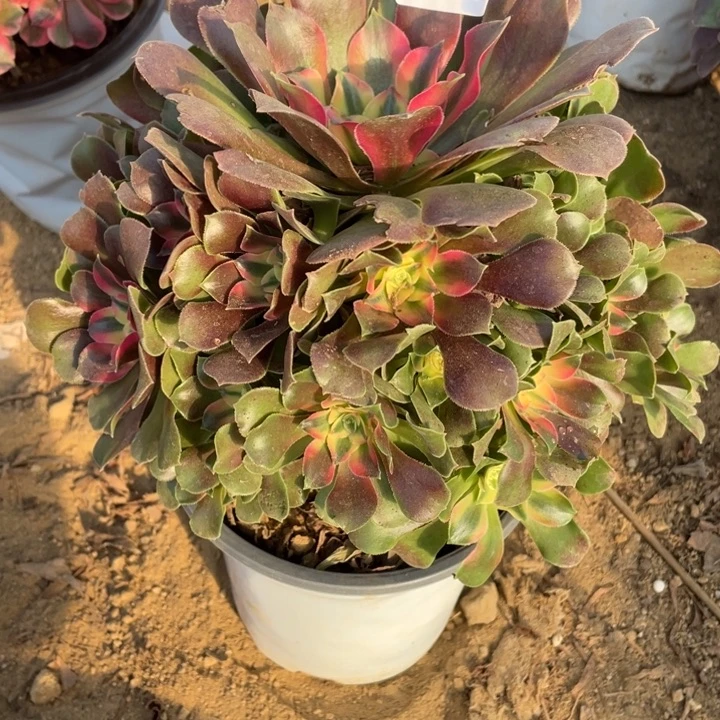 无花朵672香妃多肉植物