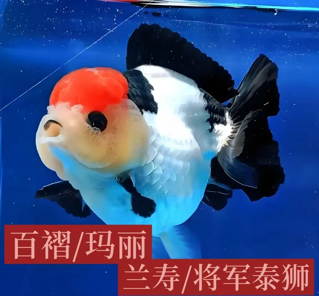 渔多多优选兰寿泰狮