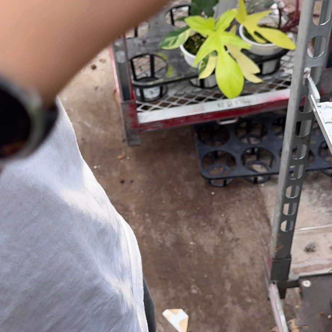 无花朵泡*?一物一拍Y150