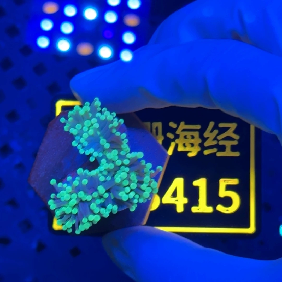 源***哥纽扣珊瑚又又不包邮脱藻黑火柴B415