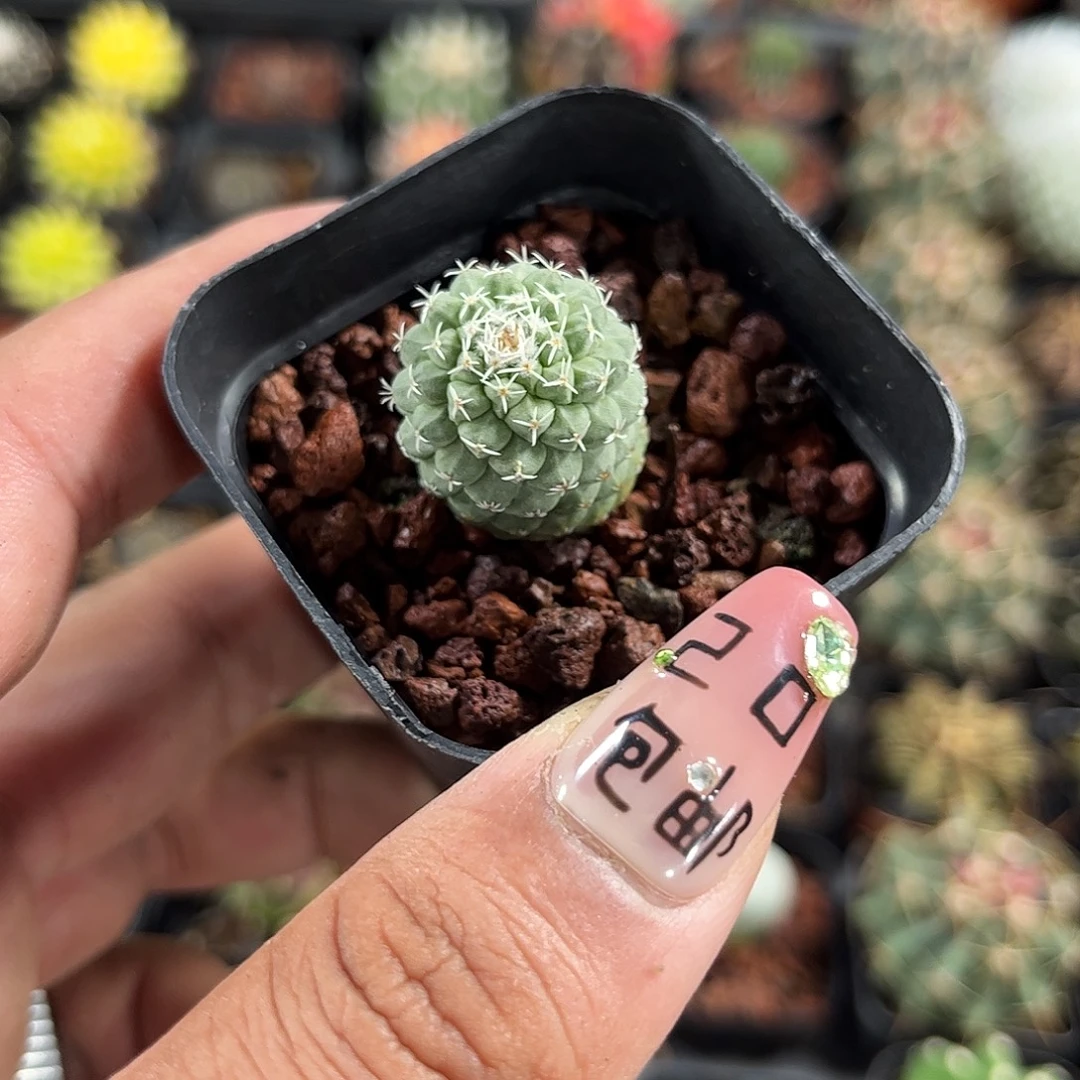 菊水单头发货单头发