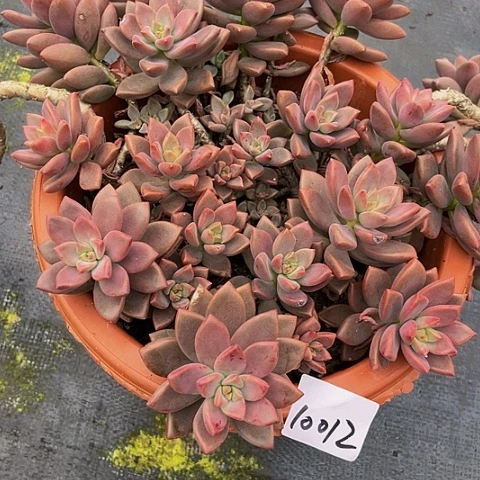 七**斓胧月姬10012