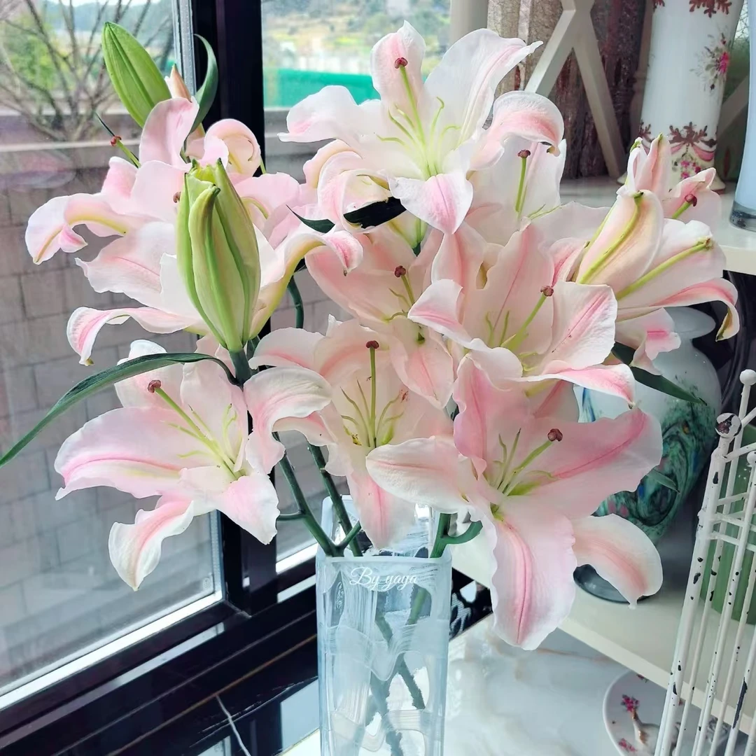 3枝粉天使多头百合12-15个花苞 香水百合【两单顺丰或京东快递】