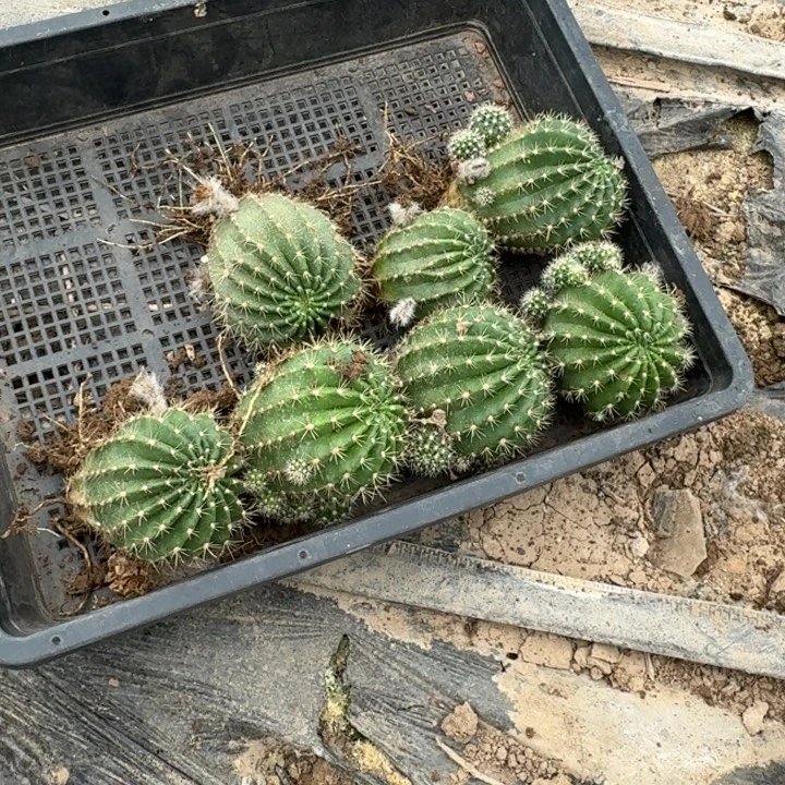 341彩草脱土斑一个掉侧牙无售后