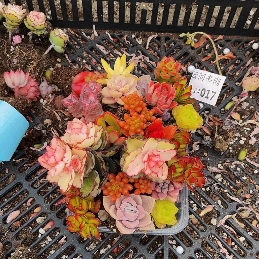 017号组合云间福利