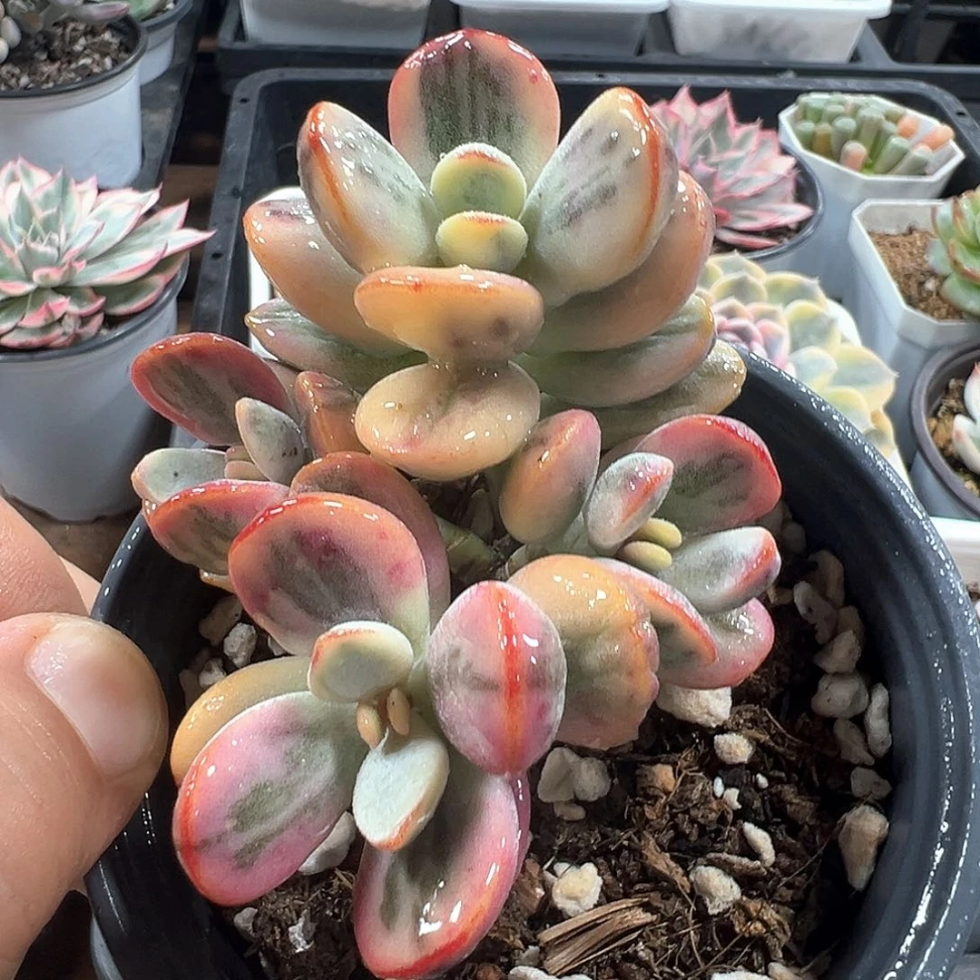 福娘锦有砍群小方花圃一物一拍