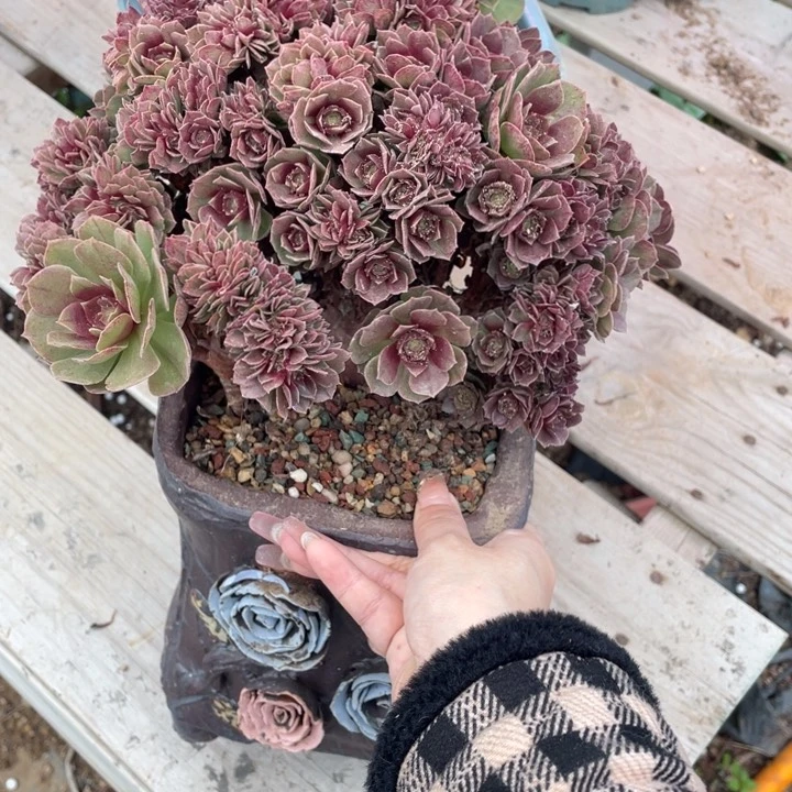 多肉植物等的栽培繁殖及培育和