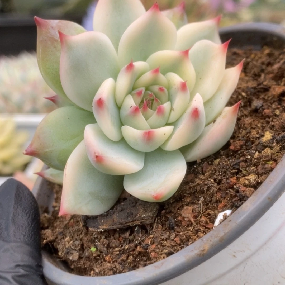 480锦锦锦锦锦锦锦锦