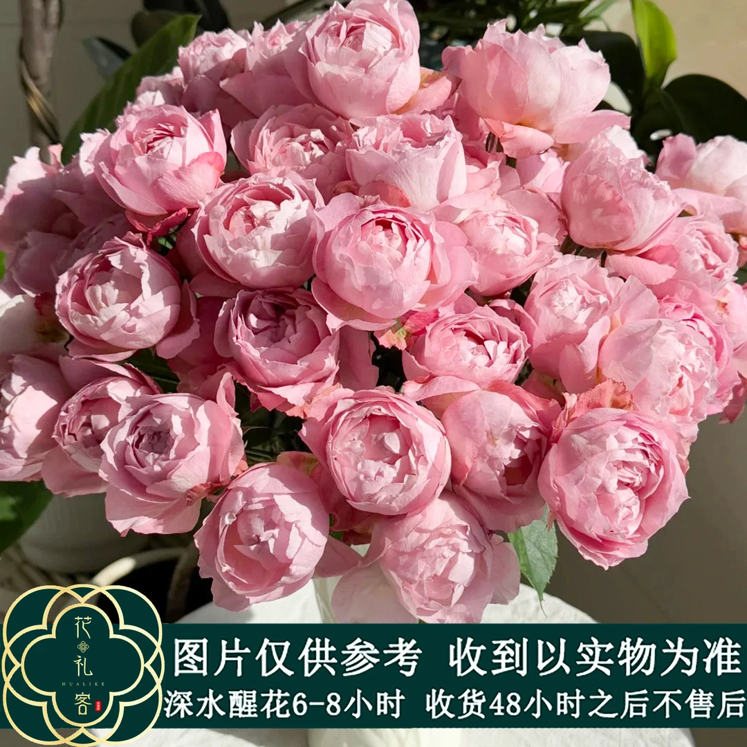 云花巷# 【蜜粉朱丽叶塔】-多头玫瑰