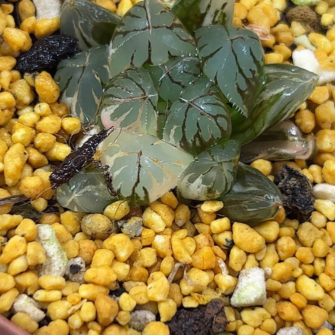 水晶灯锦十二卷多肉植物