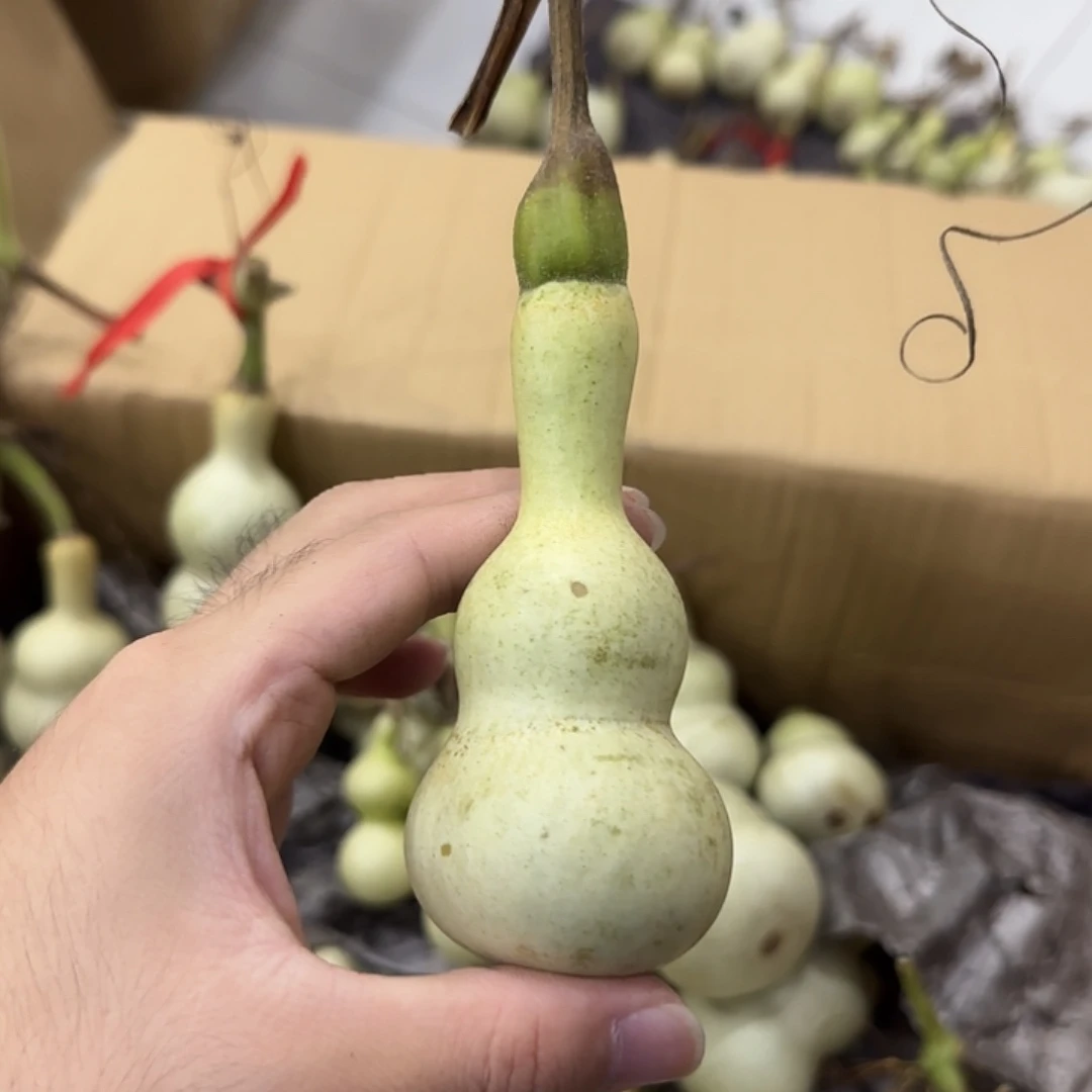 .***.葫芦ejsjsnsnsnsnsnssn