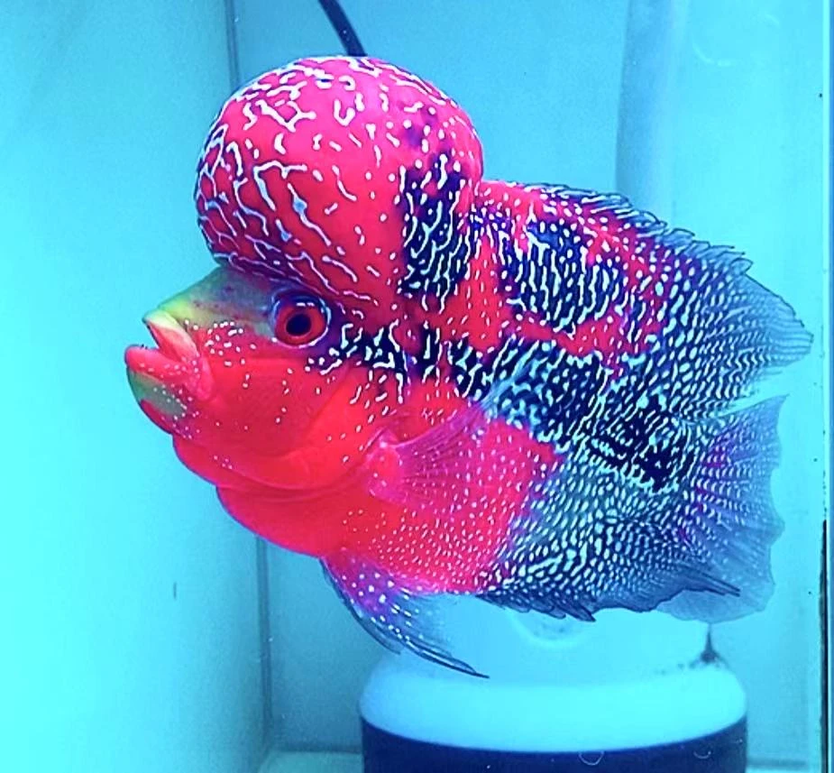 鸿运当头罗汉鱼活体热带观赏鱼好养耐活淡水鱼渔场发货