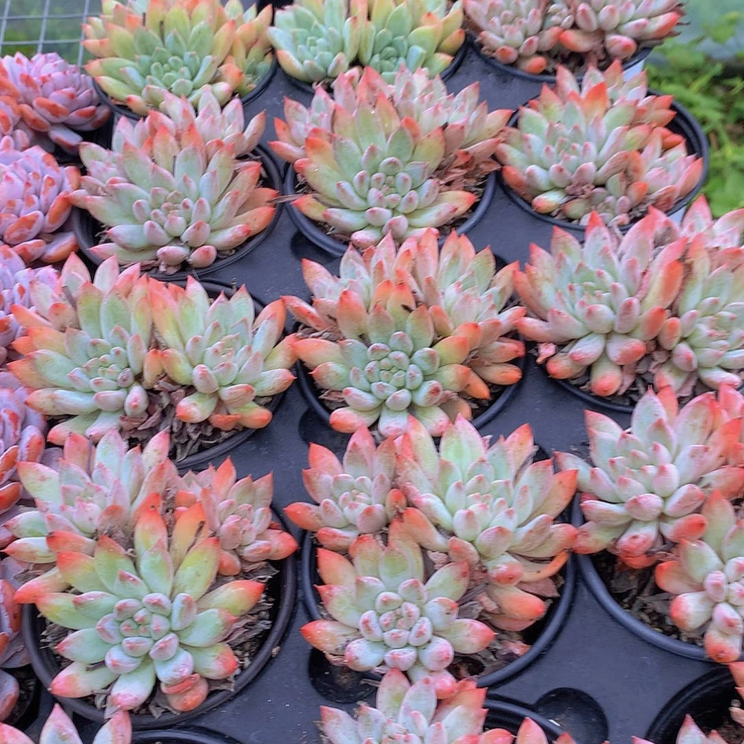 哥特萝莉彩体4577889999900