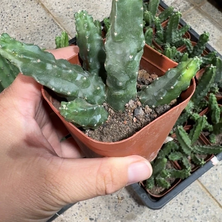 201水仙情郎新品脱土发货掉侧牙无售后，20包邮