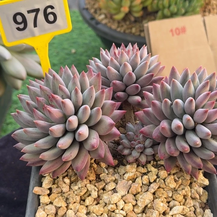 多肉植物虞美人群976