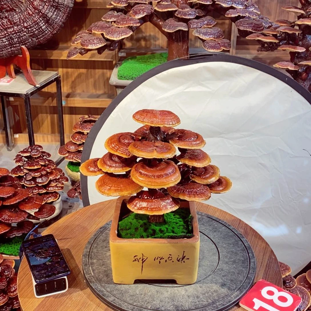 发财树的发财树的