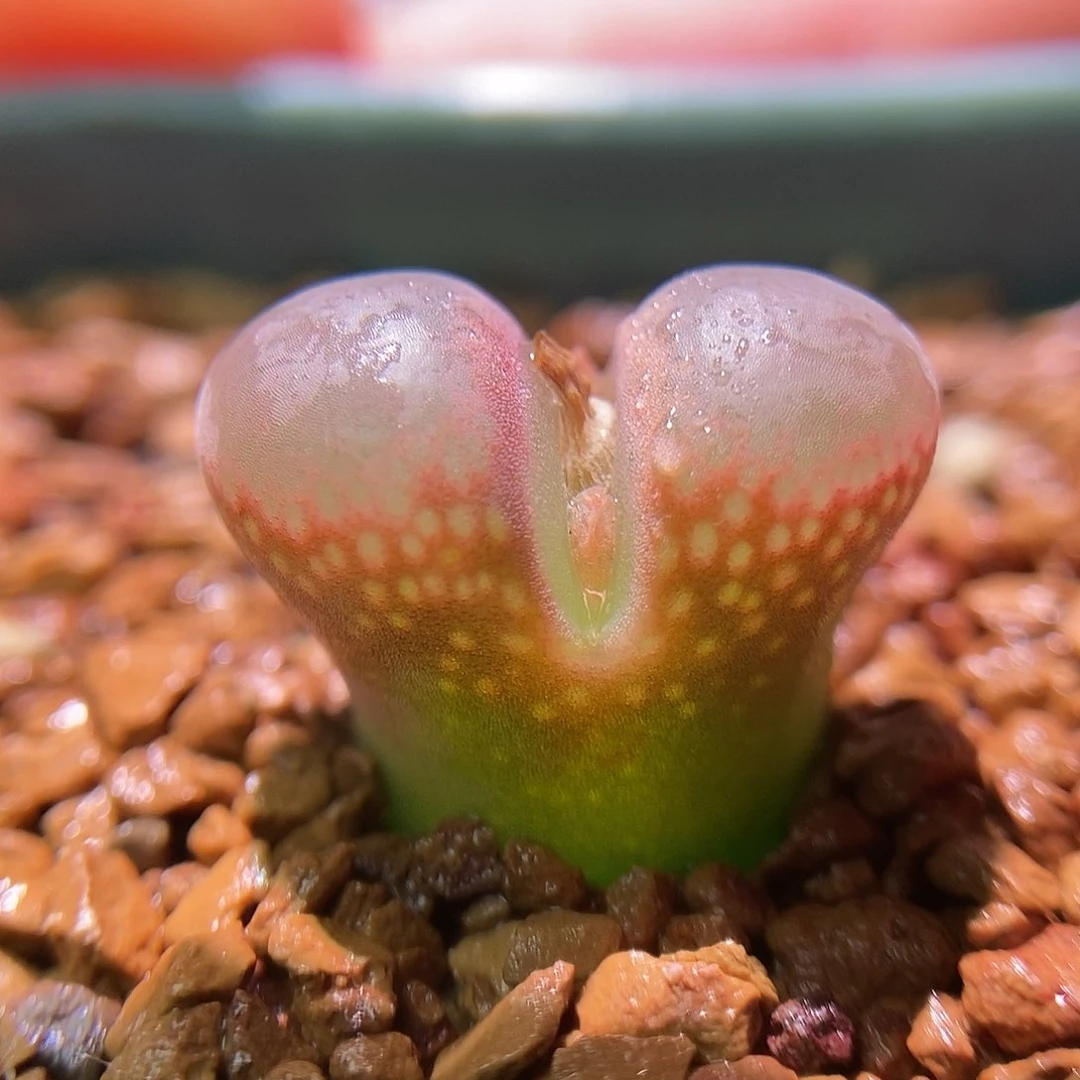 20km帕法德一颗包邮