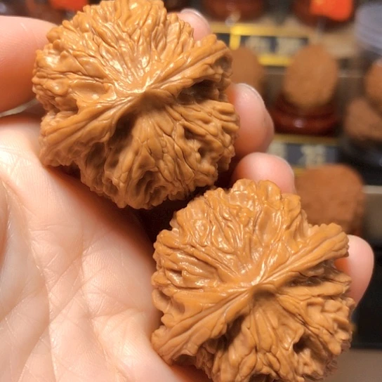 野生小众：黑金刚