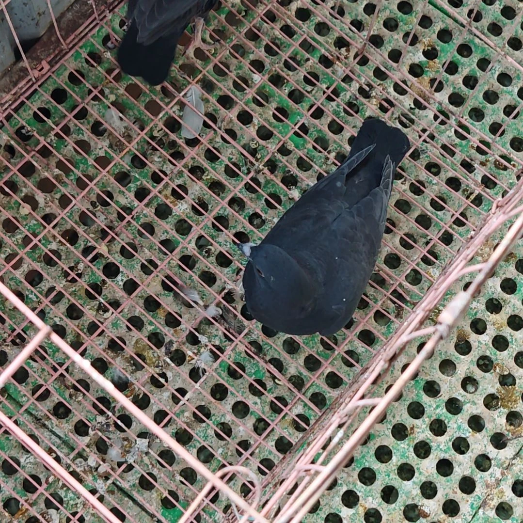 3中国大陆包装肉鸽乳鸽一对