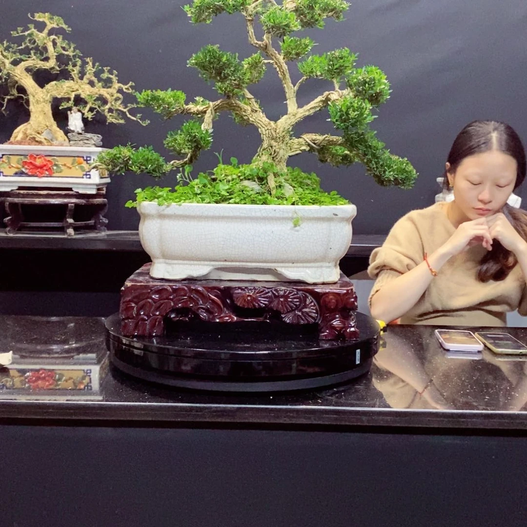 无花朵黄杨盆景园林