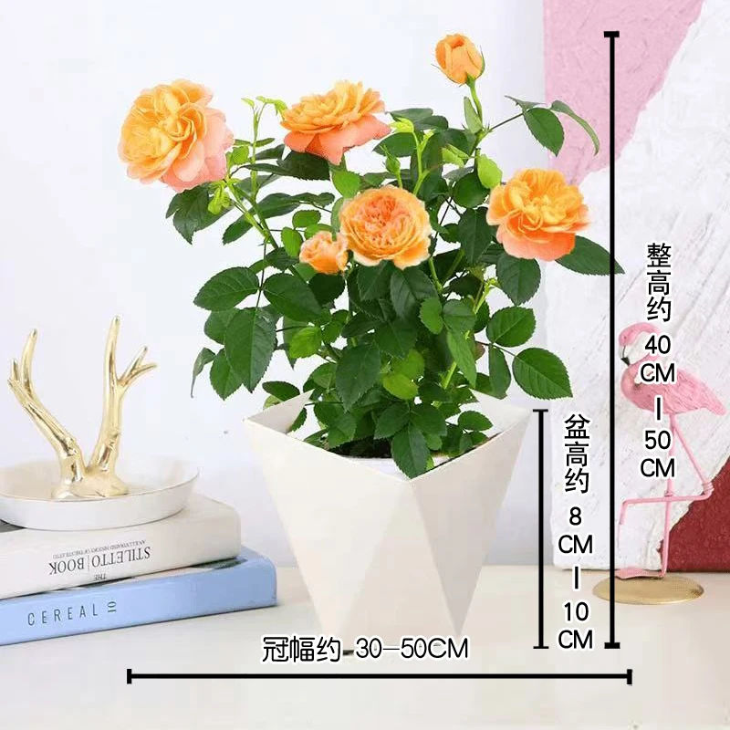 l月季花苗果汁阳台带花苞浓香型四季开花易活活玫瑰庭院w