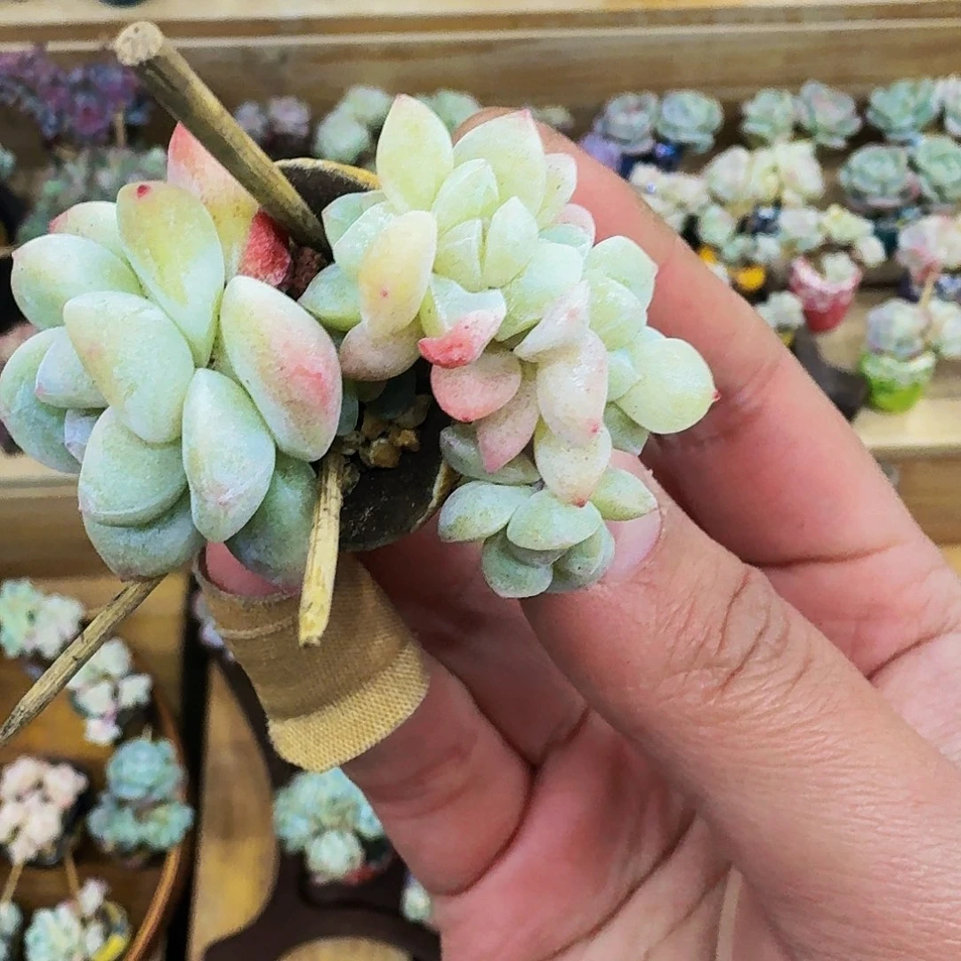 勾***红哈哈哈哈哈哈哈哈哈哈哈哈