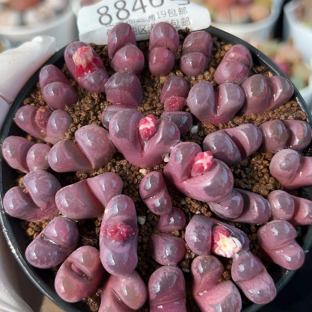 8846红大内双头加三头群组合9cm盆