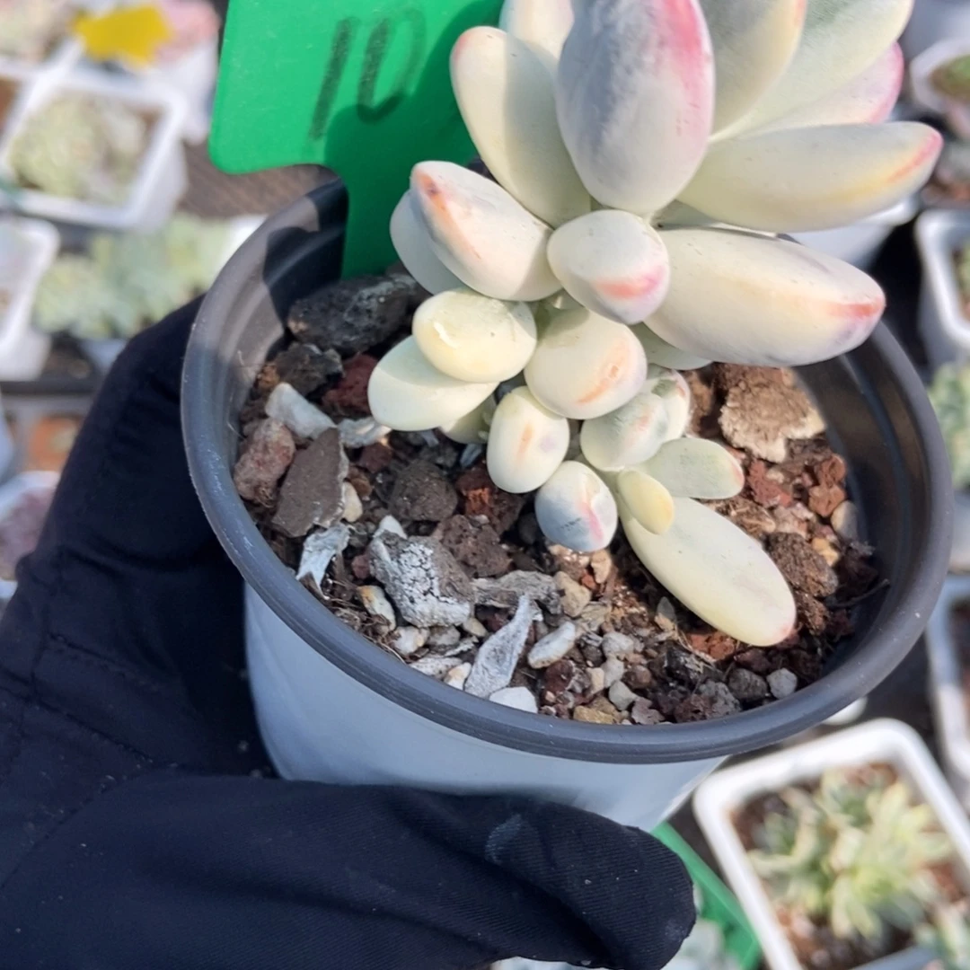 1035福娘锦多肉植物